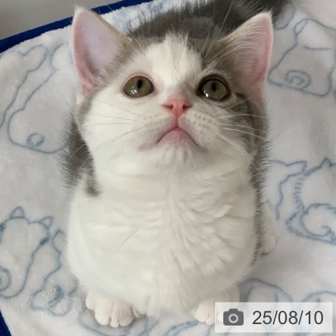 マンチカンの写真