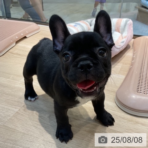 フレンチ・ブルドッグの写真
