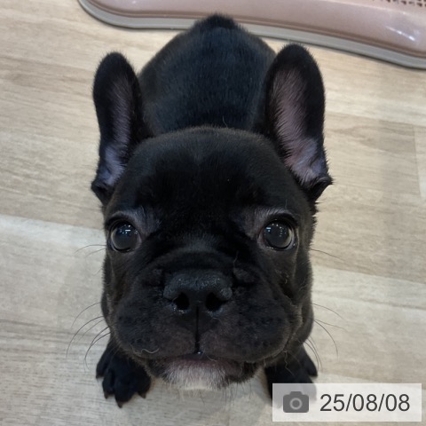 フレンチ・ブルドッグの写真
