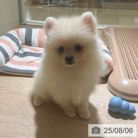 ポメラニアンの写真