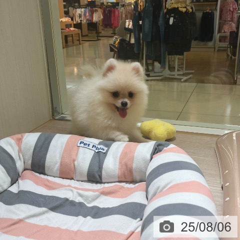 ポメラニアンの写真