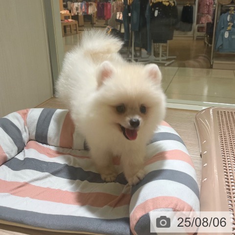 ポメラニアンの写真