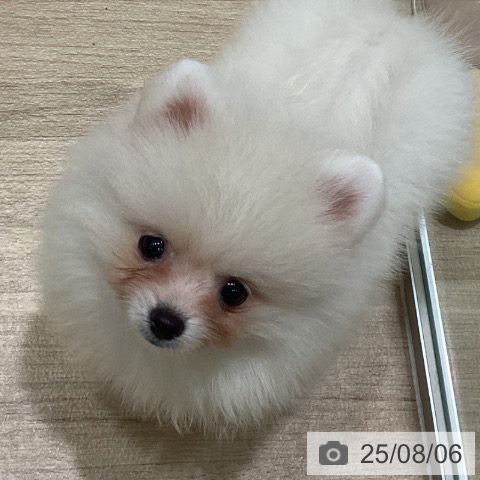 ポメラニアンの写真