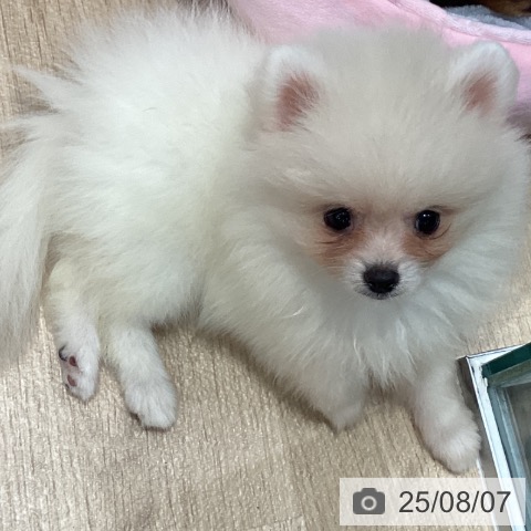 ポメラニアンの写真