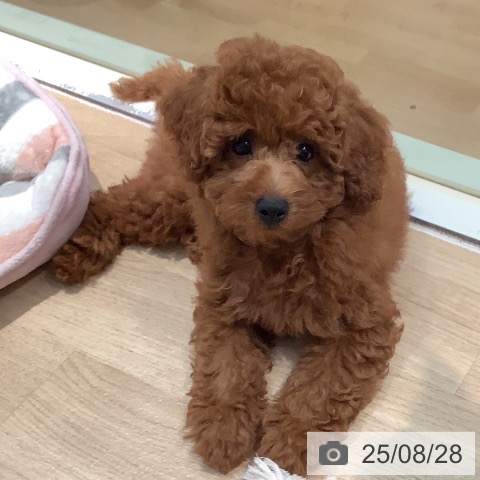 トイ・プードルの写真