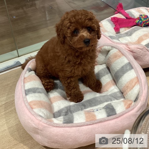 トイ・プードルの写真