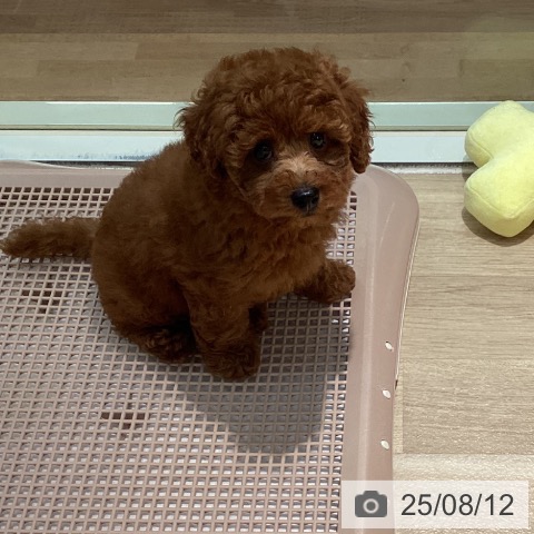 トイ・プードルの写真