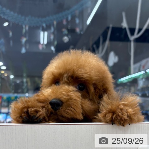トイ・プードルの写真