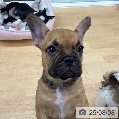 フレンチ・ブルドッグの写真