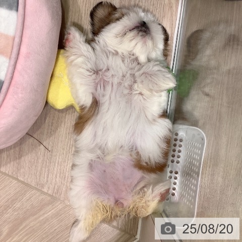 シー・ズーの写真