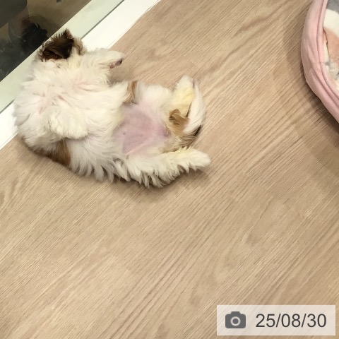 シー・ズーの写真