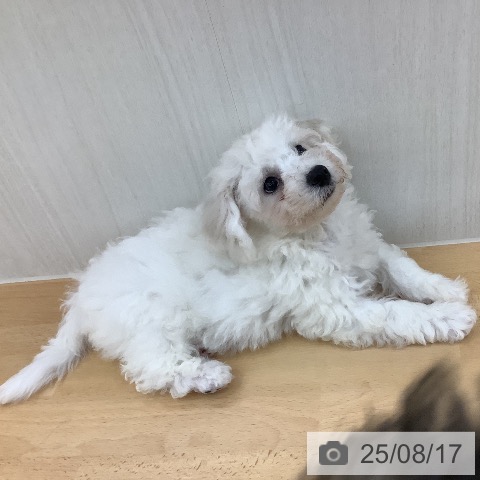 ビション・フリーゼの写真