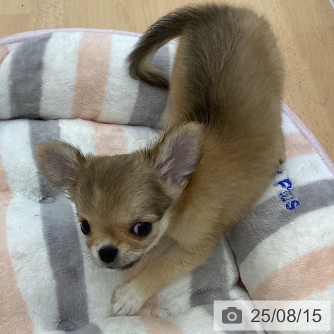 チワワの写真