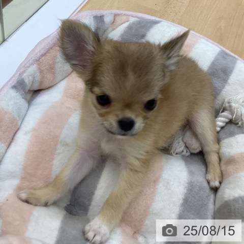 チワワの写真
