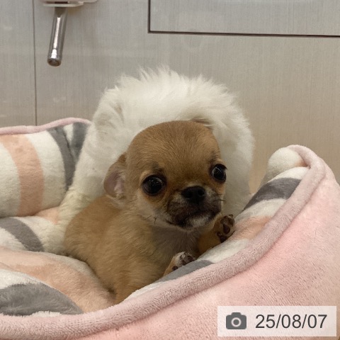 チワワの写真