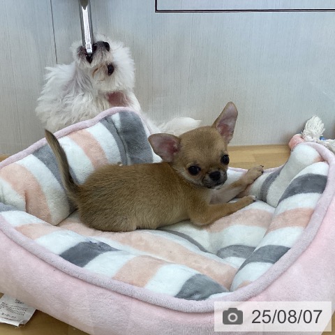 チワワの写真