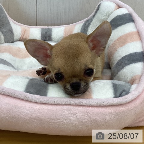 チワワの写真