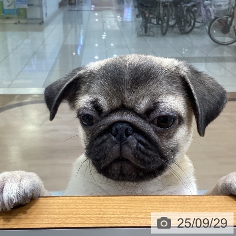 パグの写真