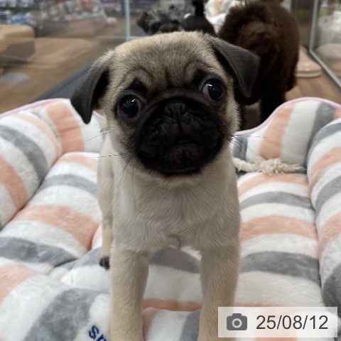 パグの写真