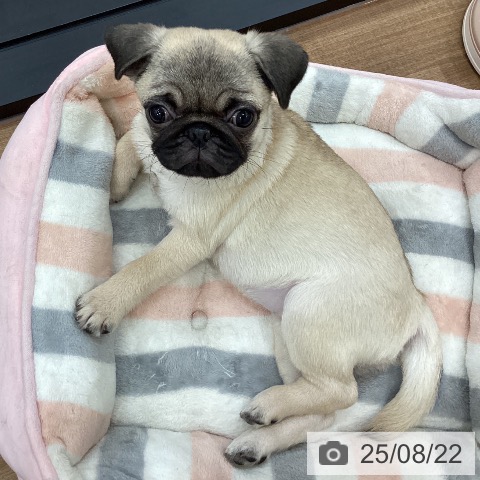 パグの写真