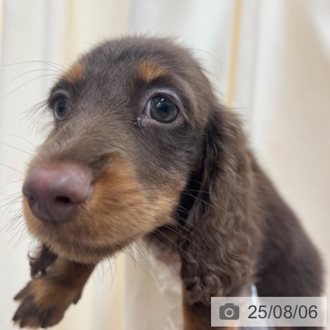 ミニチュア・ダックスフンドの写真