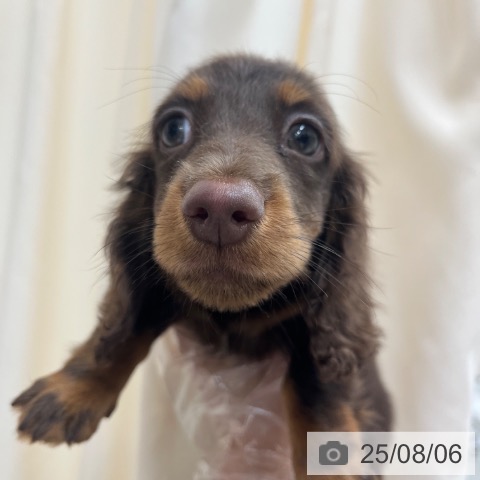 ミニチュア・ダックスフンドの写真