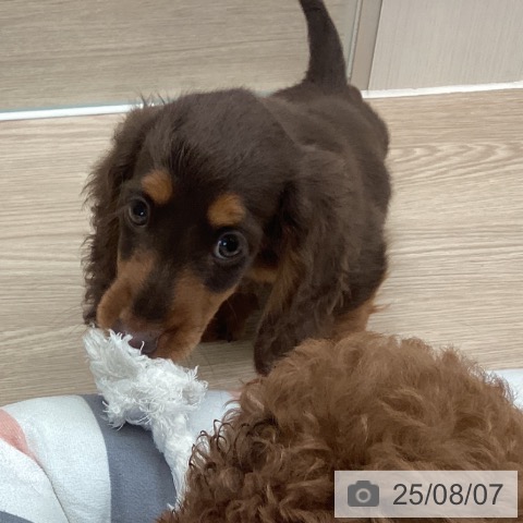 ミニチュア・ダックスフンドの写真