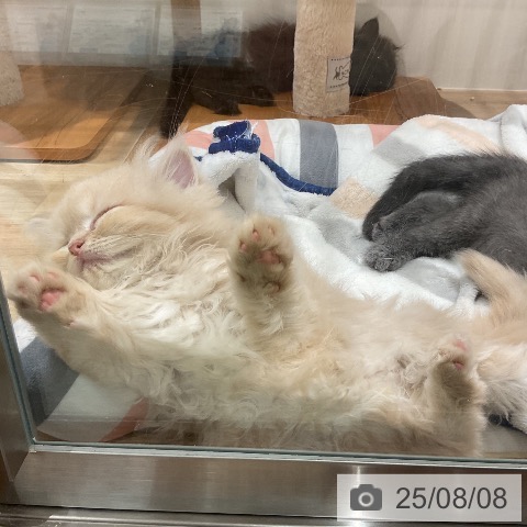 ミヌエットの写真