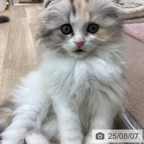スコティッシュフォールドの写真