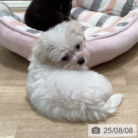 マルチーズの写真