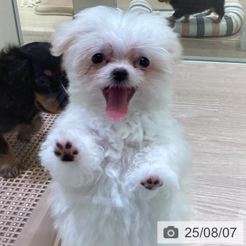 マルチーズの写真