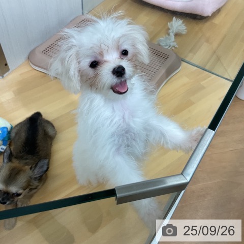 マルチーズの写真