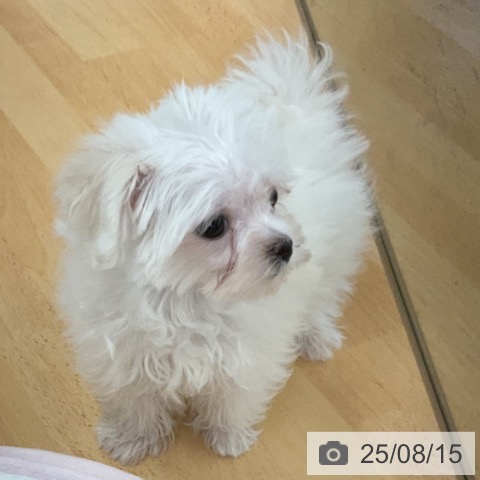 マルチーズの写真