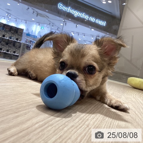 チワワの写真