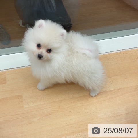 ポメラニアンの写真