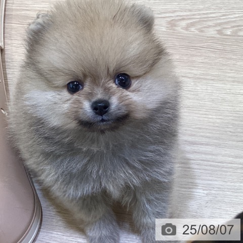 ポメラニアンの写真