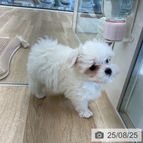 マルチーズの写真