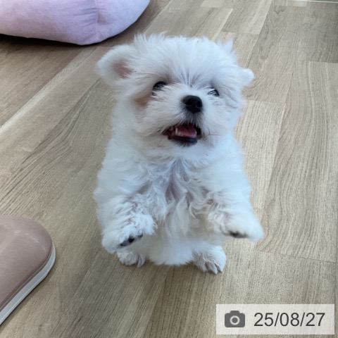 マルチーズの写真