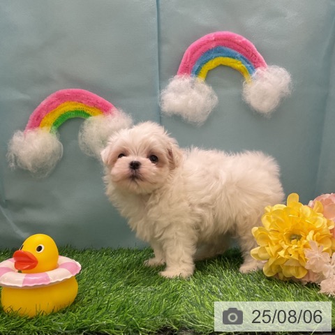 マルチーズの写真