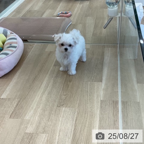 マルチーズの写真
