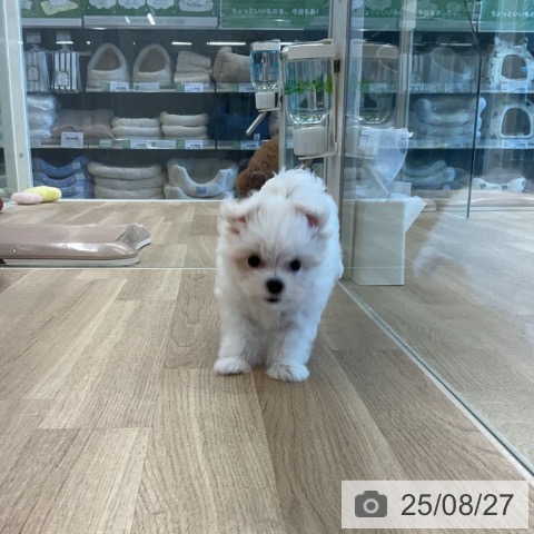 マルチーズの写真