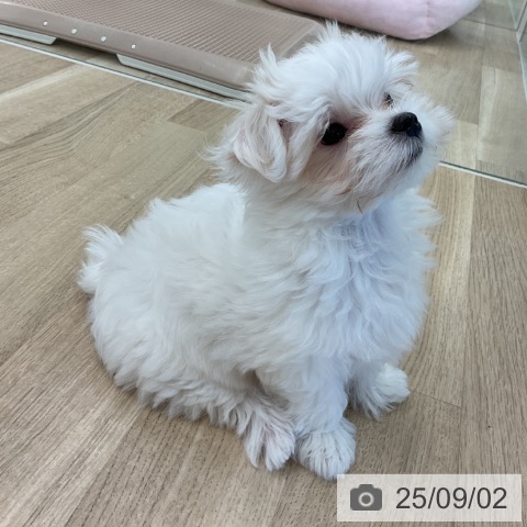 マルチーズの写真