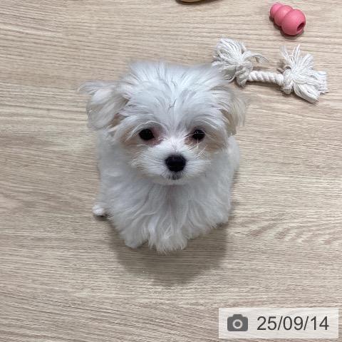マルチーズの写真