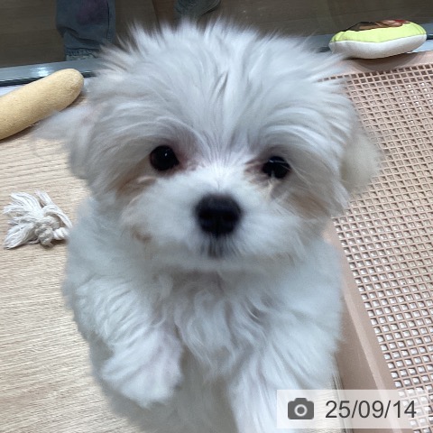 マルチーズの写真