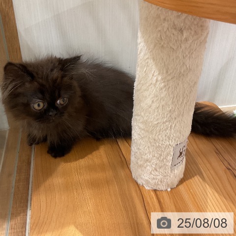 マンチカンの写真