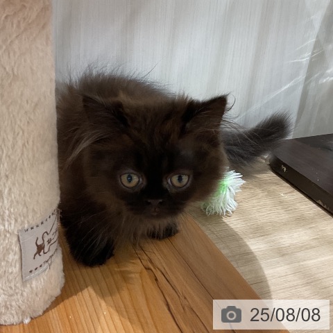 マンチカンの写真