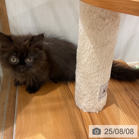 マンチカンの写真