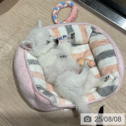 日本スピッツの写真