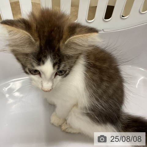 ノルウェージャンフォレストキャットの写真