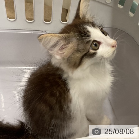 ノルウェージャンフォレストキャットの写真